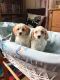 Cavapoo Puppies for sale in Brooklyn, MS 39425, USA. price: $500