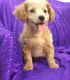 Cavapoo Puppies for sale in Baltimore, MD, USA. price: $650