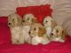 Cavapoo Puppies for sale in Baltimore, MD, USA. price: $400