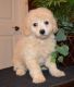Cavapoo Puppies for sale in Poland, ME 04274, USA. price: NA