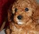 Cavapoo Puppies for sale in San Francisco, CA, USA. price: $500