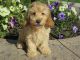Cavapoo Puppies for sale in California St, San Francisco, CA, USA. price: $400