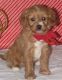 Cavapoo Puppies for sale in Portland, ME, USA. price: NA