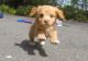 Cavapoo Puppies for sale in Yazoo City, MS 39194, USA. price: $500