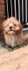 Cavapoo Puppies for sale in New Tecumseth, ON, Canada. price: $700