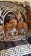 Cavapoo Puppies for sale in 813 FL-436, Altamonte Springs, FL 32714, USA. price: NA