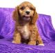 Cavapoo Puppies for sale in Castine, ME, USA. price: NA