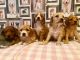 Cavapoo Puppies for sale in 323 New York Ranch Rd, Jackson, CA 95642, USA. price: $350