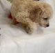 Cavapoo Puppies for sale in Yazoo City, MS 39194, USA. price: $500