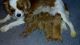 Cavapoo Puppies for sale in California St, San Francisco, CA, USA. price: NA