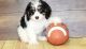 Cavapoo Puppies for sale in Colorado Springs, CO, USA. price: NA