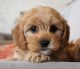 Cavapoo Puppies for sale in Colorado Springs, CO 80903, USA. price: NA