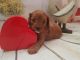 Cavapoo Puppies for sale in Colorado Springs, CO 80903, USA. price: NA