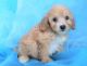 Cavapoo Puppies for sale in Cedar Rapids, IA, USA. price: $500