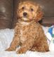 Cavapoo Puppies for sale in Milwaukee, WI 53218, USA. price: NA