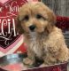 Cavapoo Puppies for sale in Denver, CO 80219, USA. price: NA