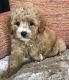 Cavapoo Puppies for sale in Bowman, SC 29018, USA. price: $600