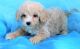 Cavapoo Puppies for sale in Westminster, CO, USA. price: NA