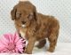Cavapoo Puppies for sale in Spartanburg, SC, USA. price: $600