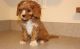 Cavapoo Puppies for sale in Aurora, CO, USA. price: NA