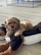 Cavapoo Puppies for sale in Sarasota, FL, USA. price: $3,200