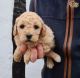 Cavapoo Puppies for sale in 2364 McCulloh St, Baltimore, MD 21217, USA. price: $950