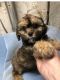 Cavapoo Puppies for sale in Greenfield, WI, USA. price: NA