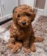 Cavapoo Puppies for sale in Hamilton, ON, Canada. price: $500