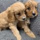 Cavapoo Puppies for sale in Kansas City, KS, USA. price: $800