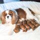 Cavapoo Puppies for sale in Myrtle Beach, SC, USA. price: $1,200