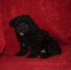 Cavapoo Puppies for sale in Fort Scott, KS 66701, USA. price: $600