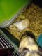 Cavy Rodents for sale in Cleveland, OH, USA. price: NA