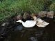 Cayuga Duck Birds for sale in Cove, OR 97824, USA. price: NA