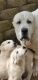 Central Asian Shepherd Puppies for sale in El Dorado County, CA, USA. price: $1,900