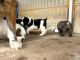 Central Asian Shepherd Puppies for sale in Honolulu, HI, USA. price: NA