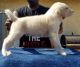 Central Asian Shepherd Puppies for sale in Los Angeles, CA, USA. price: NA
