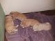 Central Asian Shepherd Puppies for sale in Seattle, WA, USA. price: NA