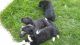 Central Asian Shepherd Puppies for sale in Placerville, CA 95667, USA. price: NA