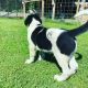 Central Asian Shepherd Puppies for sale in Russell, MA, USA. price: NA