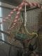 Chameleon Reptiles for sale in Vista, CA, USA. price: $200