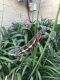Chameleon Reptiles for sale in West Covina, CA, USA. price: $200