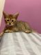 Chausie Cats for sale in 2911 86th St, Brooklyn, NY 11223, USA. price: NA