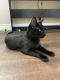 Chausie Cats for sale in Boca Raton, FL, USA. price: NA
