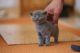 Chausie Cats for sale in Honolulu, HI, USA. price: NA