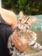 Chausie Cats for sale in Indianapolis, IN, USA. price: NA