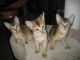 Chausie Cats