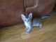 Trained male and female Chausie kittens available