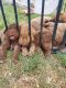 Chesapeake Bay Retriever Puppies for sale in Fort Morgan, CO 80701, USA. price: $700