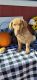 Chesapeake Bay Retriever Puppies for sale in 58 Cowan Rd, Bailey, CO 80421, USA. price: $1,100