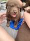 Chesapeake Bay Retriever Puppies for sale in Yulee, FL 32097, USA. price: $500